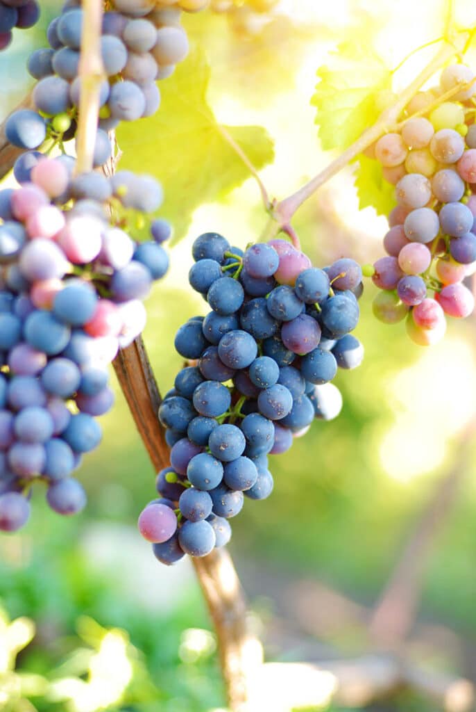 Tros blauwe druiven op een wijnstok bij zonsondergang