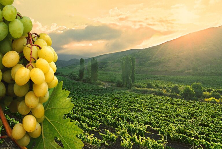 Tros druiven / Verdejo druif