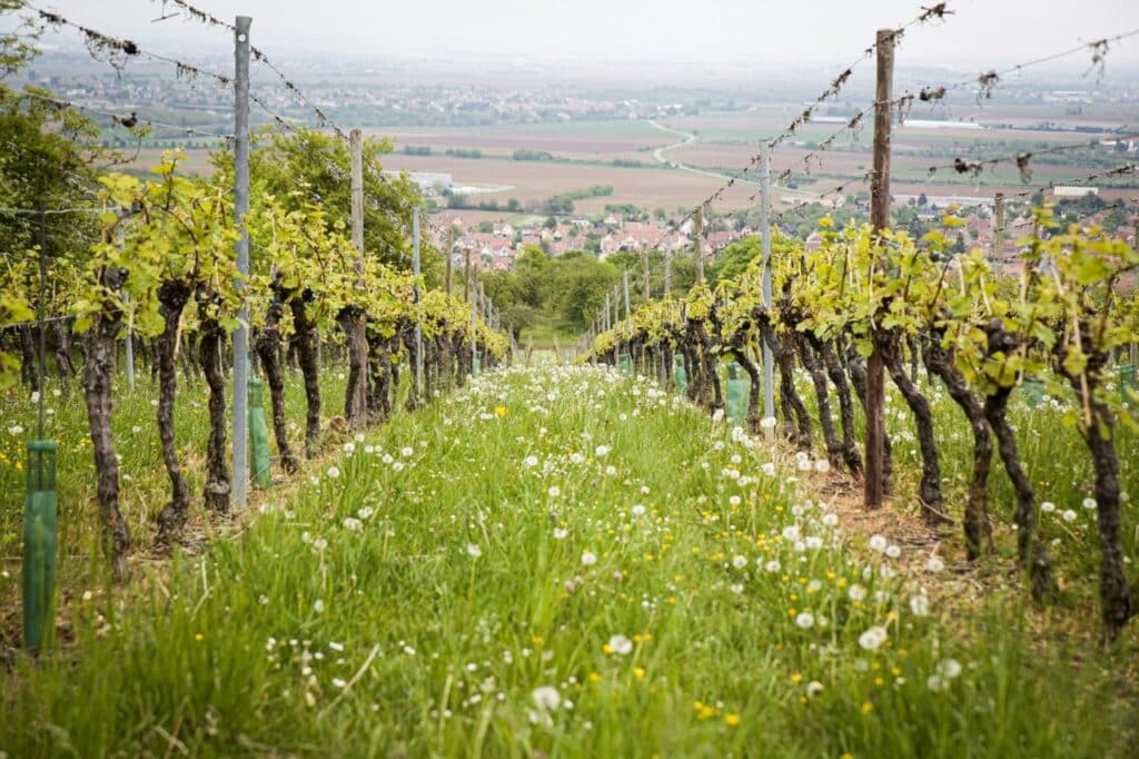 biodynamische wijngaard